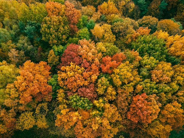 vue aérienne de la forêt d'automne