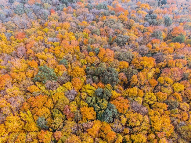 vue aérienne de la forêt d'automne