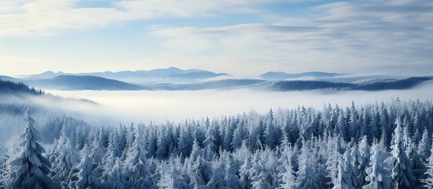 Photo vue aérienne d'une forêt couverte de neige, des sapins d'en haut, la lumière est visible à travers le soleil.