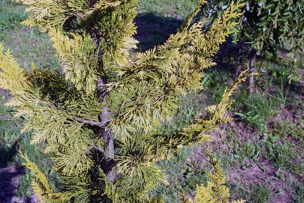 Vue aérienne d'une forêt dense de pins verts avec des auvents d'épinettes et un feuillage luxuriant coloré dans les montagnes d'automne