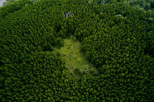 Vue Aérienne D'une Forêt Dense