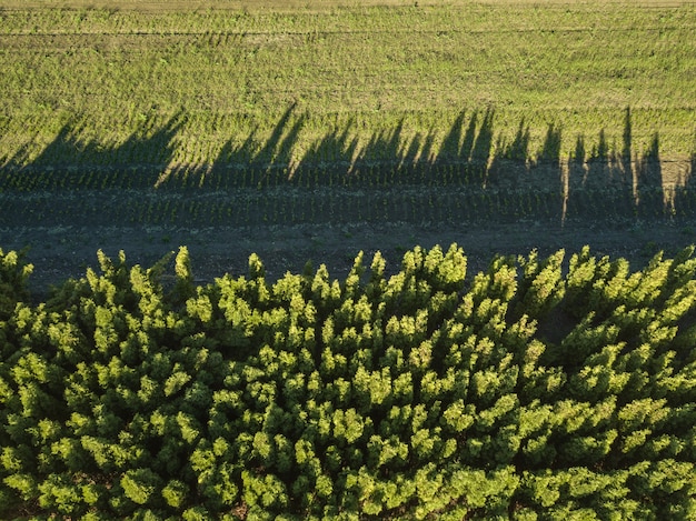 Vue aérienne de la forêt et du champ vert, reflet des ombres sur le champ vert