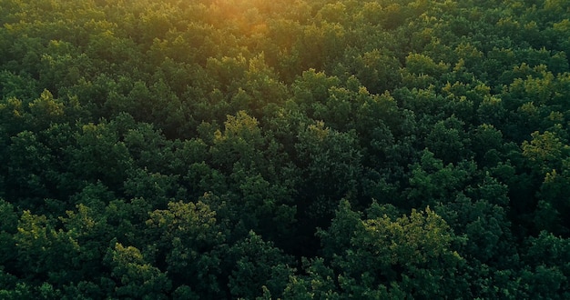 Photo vue aérienne de la forêt, du paysage naturel, des arbres verts