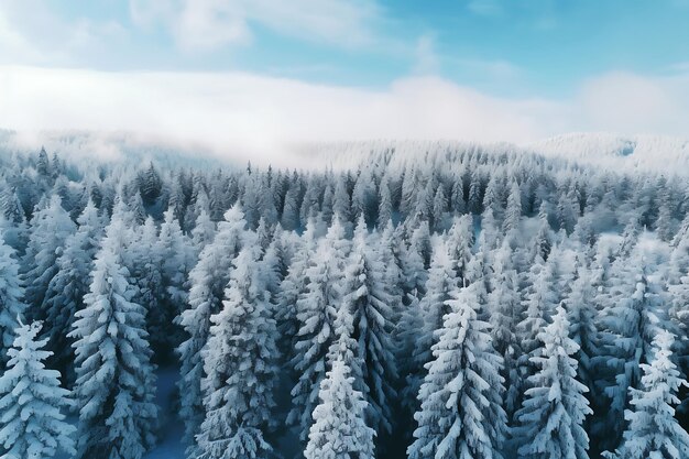 Vue aérienne d'une forêt enneigée