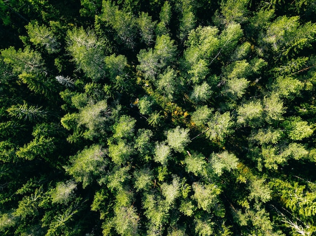 Vue aérienne de la forêt d'été verte Photo de drone d'en haut