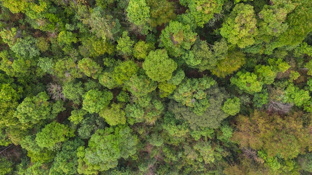 Vue aérienne de la forêt, fond de parc naturel