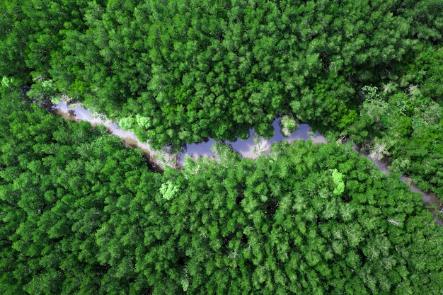 Vue aérienne de la forêt de mangrove