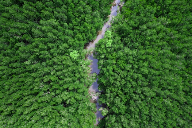 Vue aérienne de la forêt de mangrove