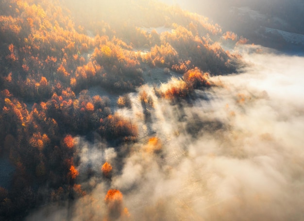 Vue aérienne de la forêt de montagne dans les nuages bas au lever du soleil en automne Collines avec des arbres rouges et oranges dans le brouillard en automne Beau paysage avec des rayons de soleil de forêt brumeuse de montagne Vue d'en haut des bois