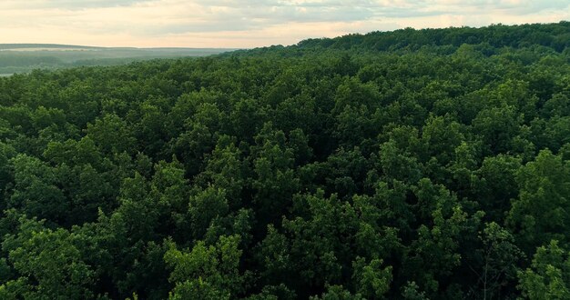 Vue aérienne de la forêt nature arrière-plan environnement paysage verts arbres luxuriants feuillage horizon été