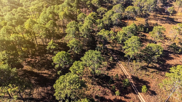 Vue aérienne d'une forêt paysagère