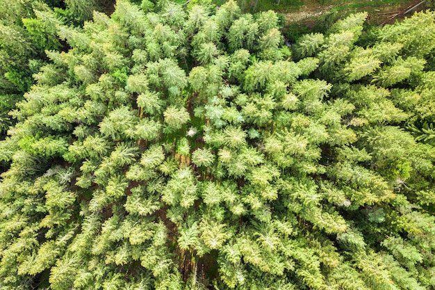 Vue aérienne de la forêt de pins verts avec des auvents d'épinettes dans les montagnes d'été.