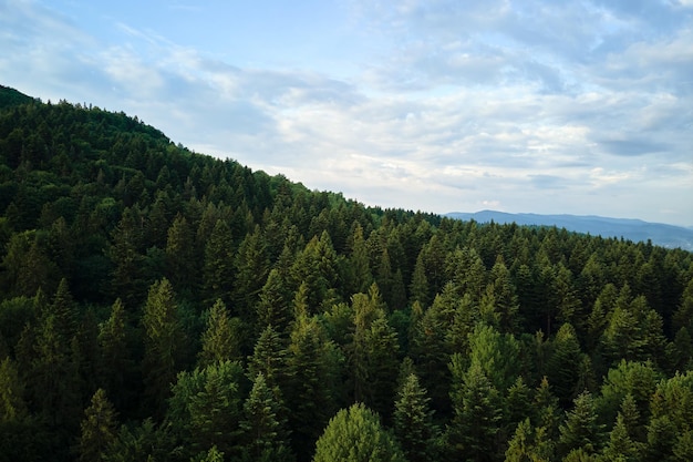 Vue aérienne d'une forêt de pins verts avec des épinards sombres couvrant les collines de la montagne.