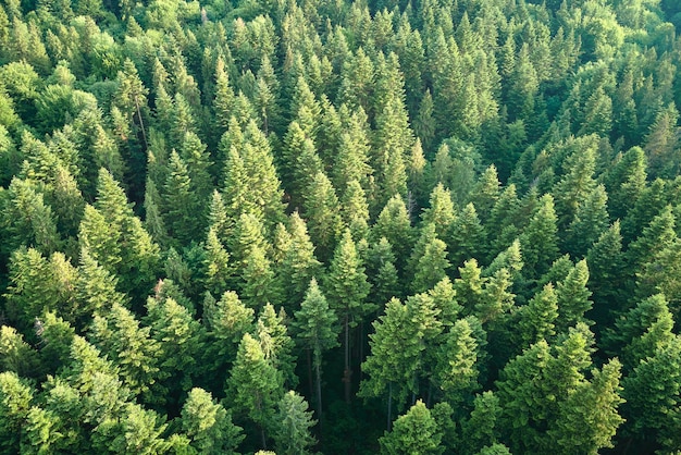 Vue aérienne de la forêt de pins verts avec des épinettes sombres Paysage boisé du Nord d'en haut