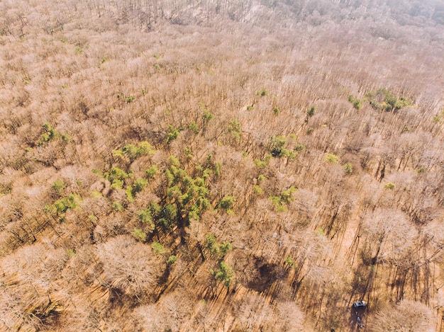 Vue aérienne de la forêt de printemps