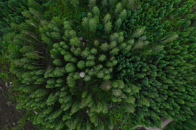 Vue aérienne de la forêt, texture de la forêt vue d'en haut, vue du drone Copter, photo panoramique sur les sommets de la forêt de pins