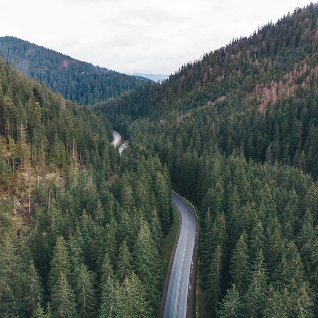 Vue aérienne de la forêt toujours verte dans les montagnes avec route mouillée