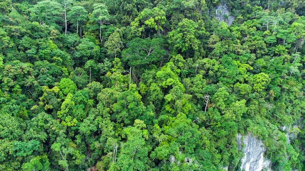Vue aérienne de la forêt tropicale, Aceh, Indonésie