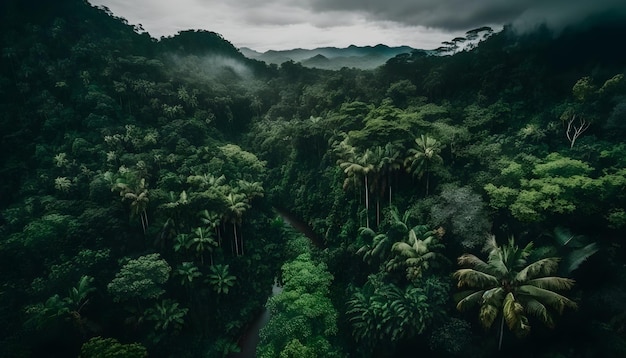 Vue aérienne de la forêt tropicale asiatique2