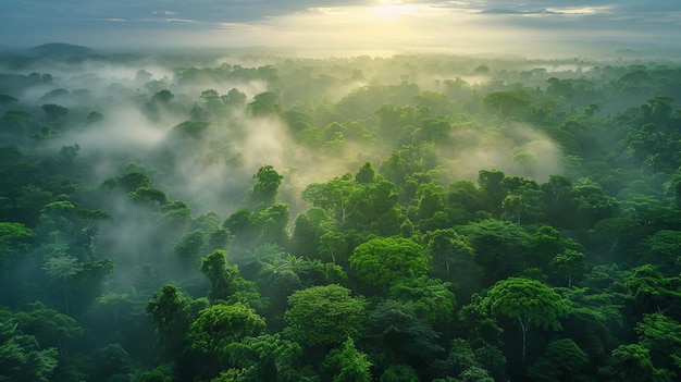 Vue aérienne d'une forêt tropicale dense avec de la brume au lever du soleil