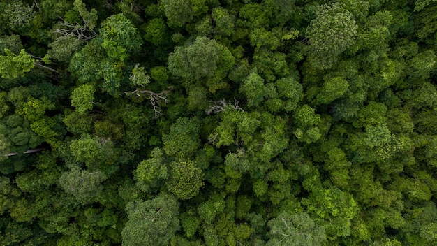 Vue aérienne de la forêt verte, paysage magnifique, arrière-plan naturel, forêt tropicale tropicale, vue aérienne de l'arbre forestier vert, vue d'en haut, écosystème et environnement sain