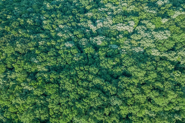 Vue aérienne de la forêt, vue sur la forêt d'en haut.