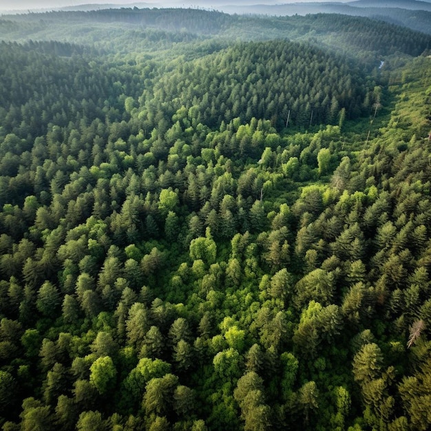 vue aérienne de la forêt