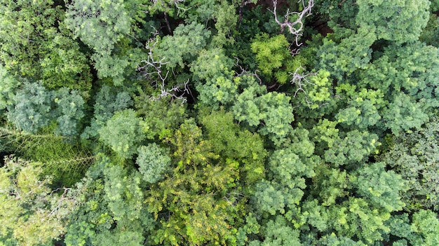 Vue aérienne de la forêtx9
