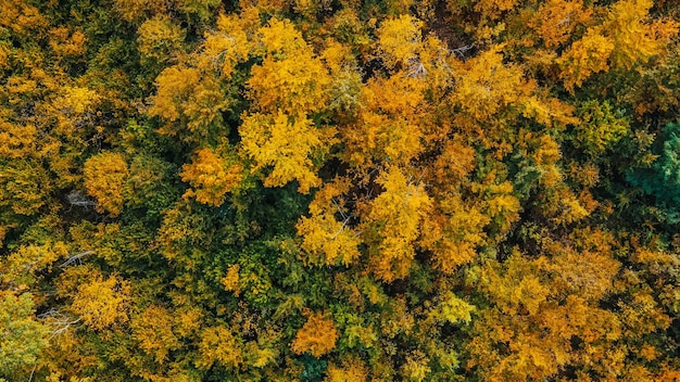 Vue aérienne sur la forêtxArrière-plan vertical de la cime des arbres