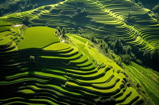 vue aérienne d'un grand champ vert