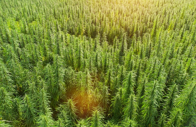 Photo vue aérienne de grands champs de cannabis marijuana au coucher du soleil