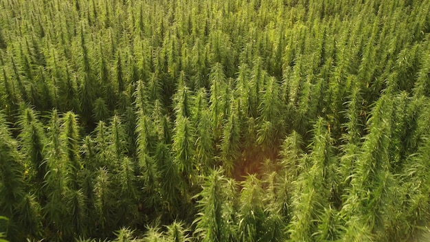 Vue aérienne de grands champs de cannabis marijuana au coucher du soleil
