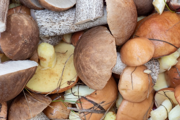 Une vue aérienne d'un groupe de différents champignons étalés sur un sac rouge collecté dans la forêt, faible profondeur de champ. Concept de nourriture végétarienne naturelle