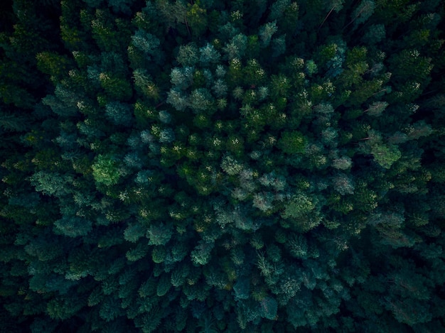 Photo vue aérienne de haut en bas sur les arbres forestiers denses