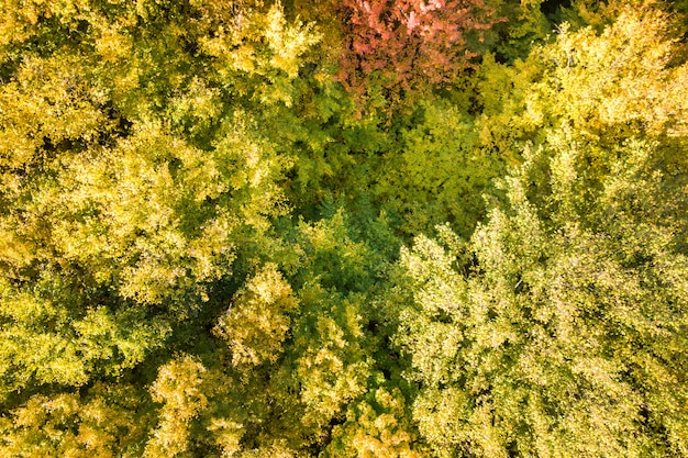 Vue aérienne de haut en bas des auvents verts et jaunes dans la forêt d'automne avec de nombreux arbres frais.