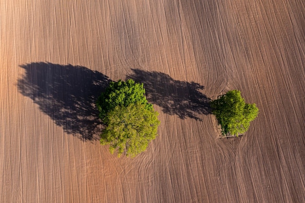 Vue aérienne de haut en bas sur deux arbres au milieu d'un champ cultivé avec des traces de tracteur