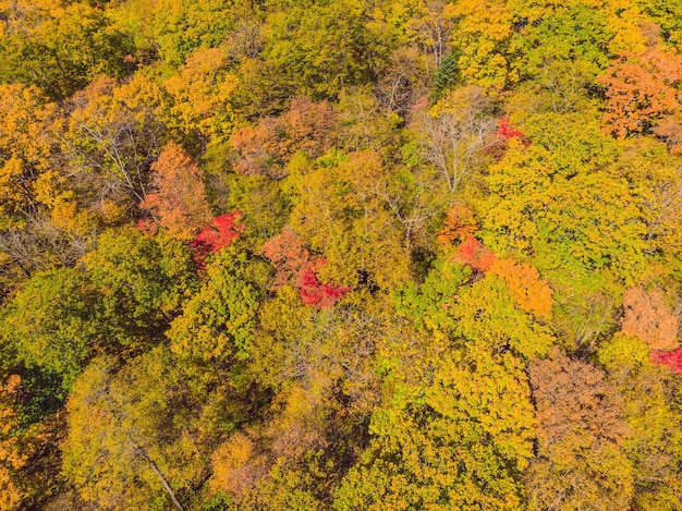 Vue aérienne de haut en bas de la forêt d'automne avec des arbres verts et jaunes Forêt mixte de feuillus et de conifères Beau paysage d'automne