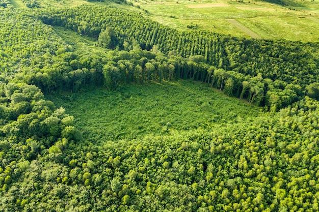 Vue aérienne de haut en bas de la forêt d'été verte avec une grande superficie d'arbres abattus en raison de l'industrie mondiale de la déforestation. Influence humaine néfaste sur l'écologie mondiale.