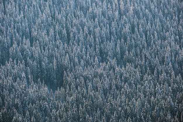 Vue aérienne de haut en bas de la forêt de pins à feuilles persistantes couvertes de neige après de fortes chutes de neige dans les bois de montagne d'hiver par une journée froide et calme.