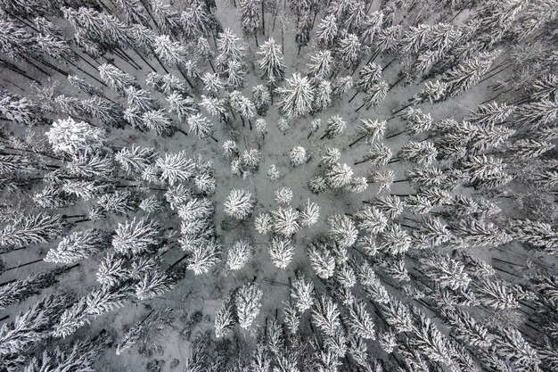 Vue aérienne de haut en bas de la forêt de pins à feuilles persistantes couvertes de neige après de fortes chutes de neige dans les bois de montagne d'hiver par une journée froide et calme.