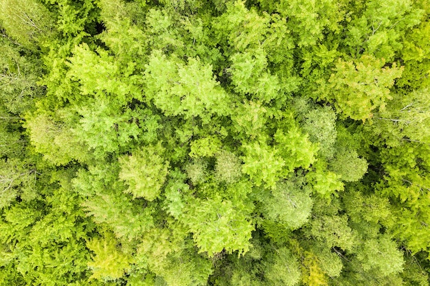 Vue aérienne de haut en bas de la forêt verte d'été avec des auvents de nombreux arbres frais.