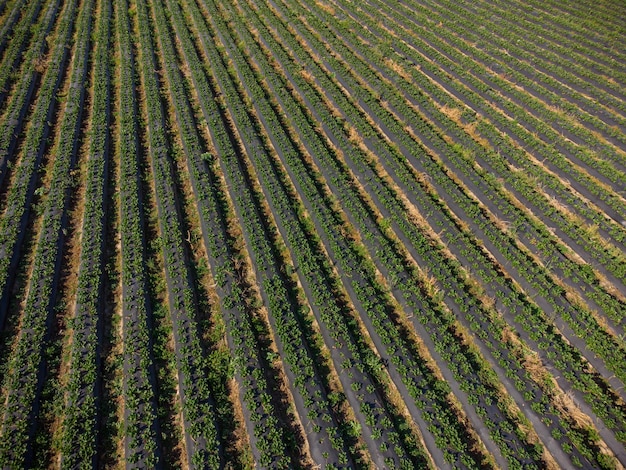 Vue aérienne d'en haut d'un champ agricole