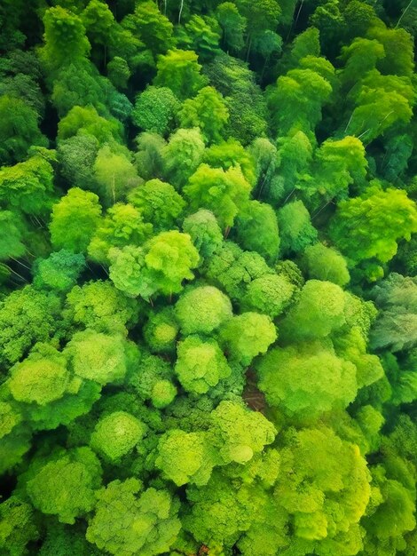 Vue aérienne de haut de la forêt concept d'environnement sain et arrière-plan forêt d'arbres verts vue de