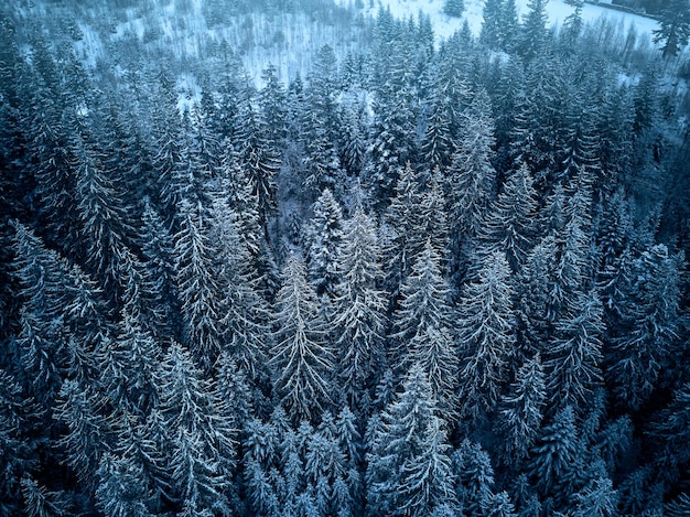 Vue aérienne d'en haut de la forêt d'hiver recouverte de neige Vue de dessus de forêt de pins et d'épinettes Photo de paysage de drone sauvage enneigé froid Couleur et ton bleu maussade Quadcopter vole au-dessus des bois