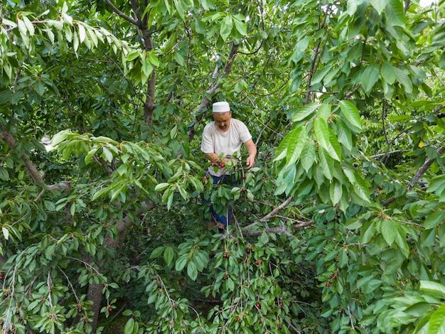 Vue aérienne de l'homme récoltant des cerises mûres