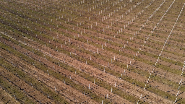 Vue aérienne d'un immense vignoble au printemps concept de vin