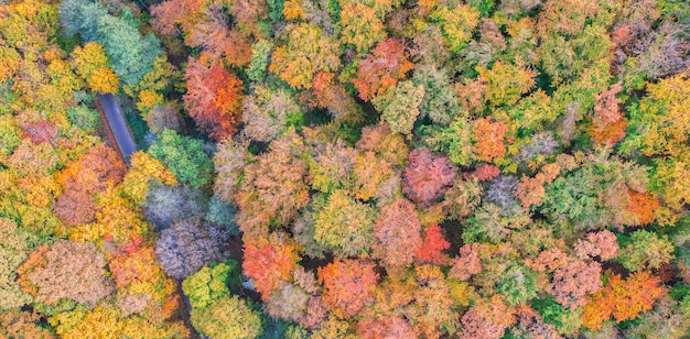 Vue aérienne de la majestueuse forêt de montagne de rêve en automne et sur la route. Lever de soleil d'automne coloré sur les arbres