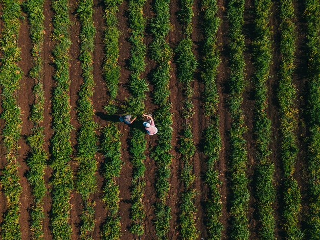 Vue aérienne mère avec fils à la ferme de fraises rassemblant des vitamines