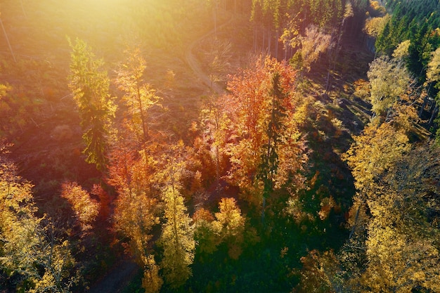 Vue aérienne des montagnes couvertes de forêt d'automne