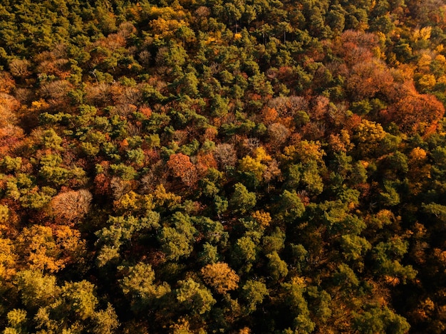 Photo vue aérienne par drone des feuilles des arbres d'automne dans la forêt.